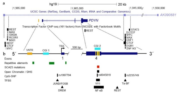 Locus of human PDYN with targets for transcription factors.jpg